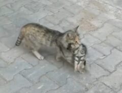 子猫をくわえた母猫の写真