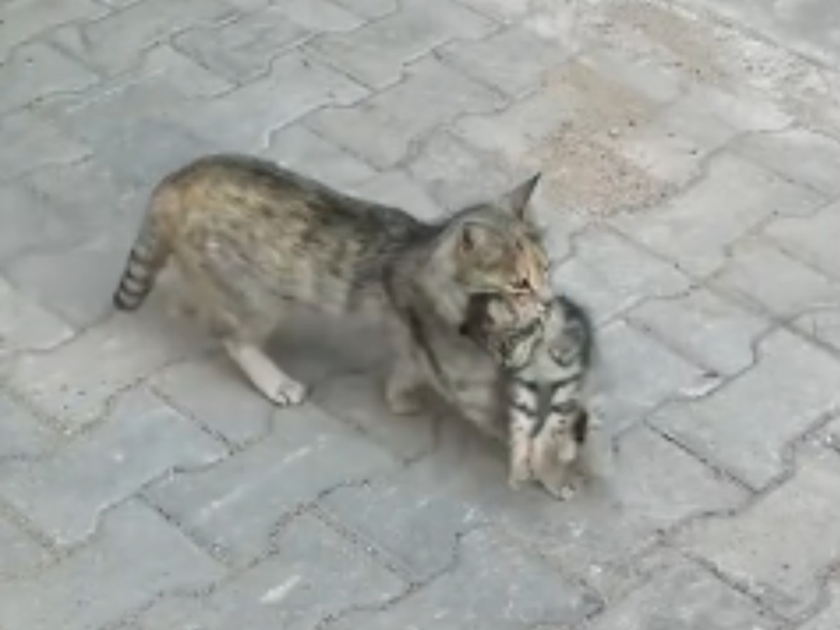 子猫をくわえた母猫の写真