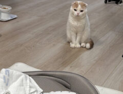 猫の写真