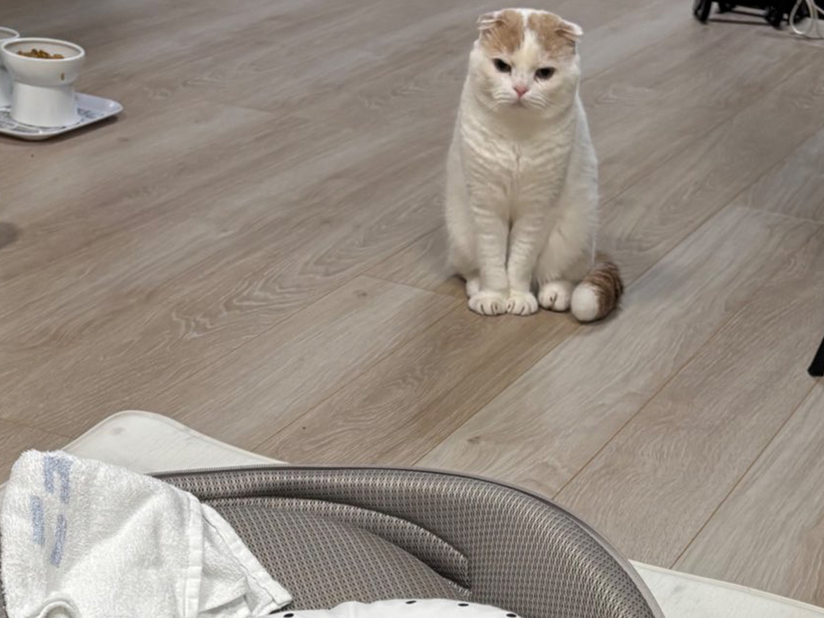 猫の写真