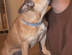 犬と男性の写真