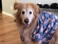 ダンスをする犬の写真
