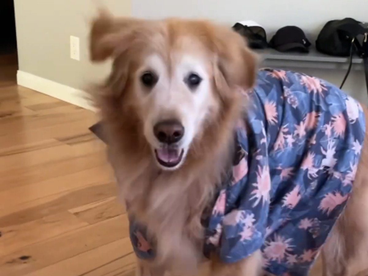 ダンスをする犬の写真