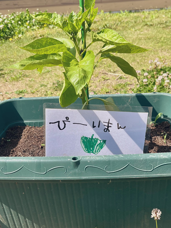 植木鉢の写真