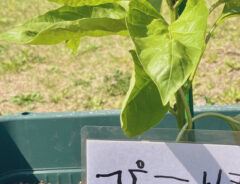 植木鉢の写真