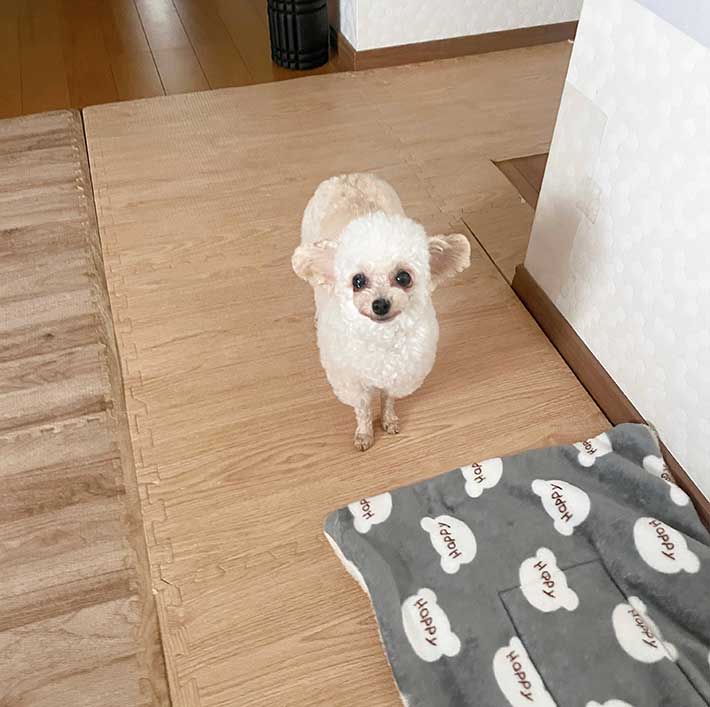 犬の写真
