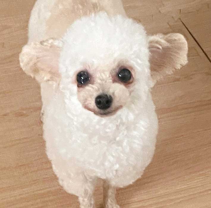 犬の写真