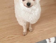 犬の写真
