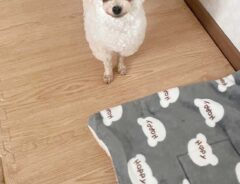 犬の写真