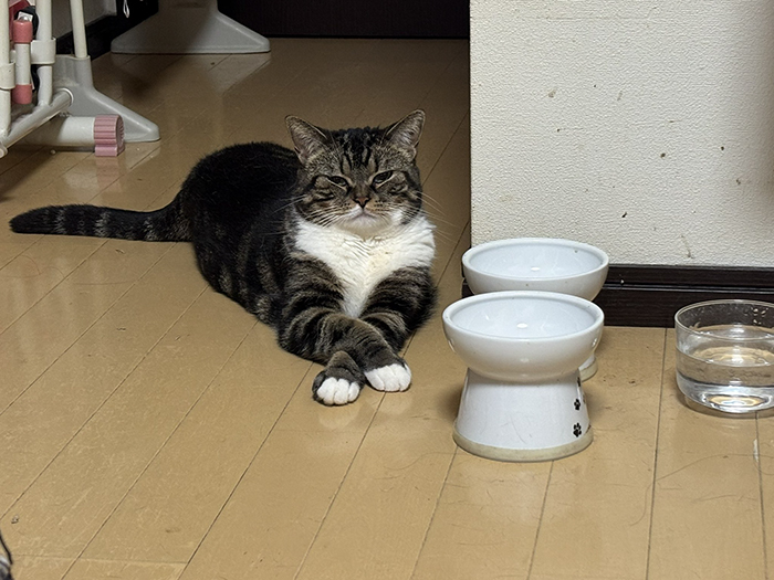 猫の写真