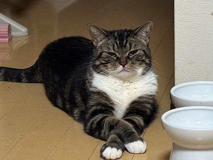 猫の写真