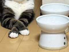 猫の写真