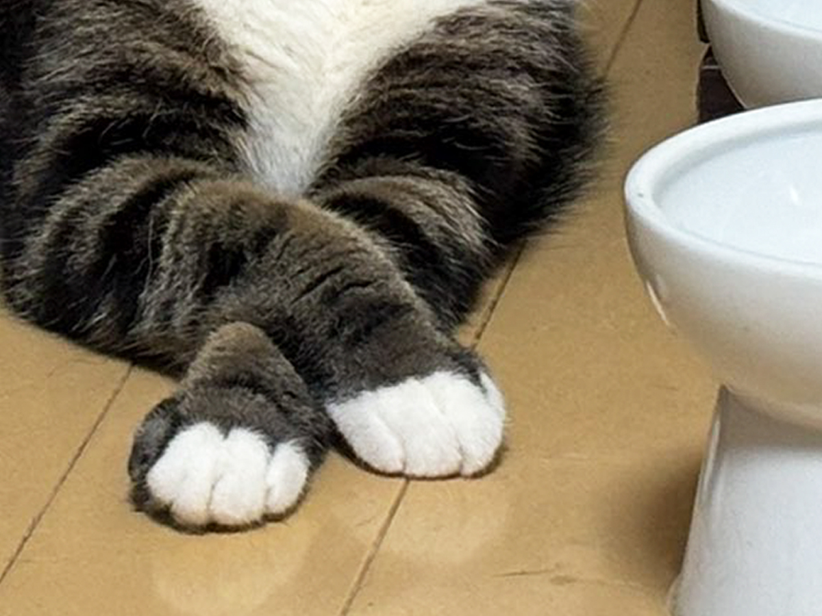 猫の写真