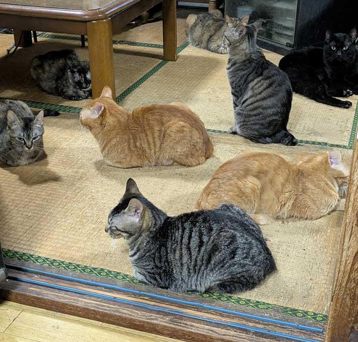 猫の写真