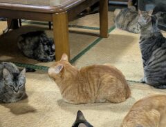猫の写真