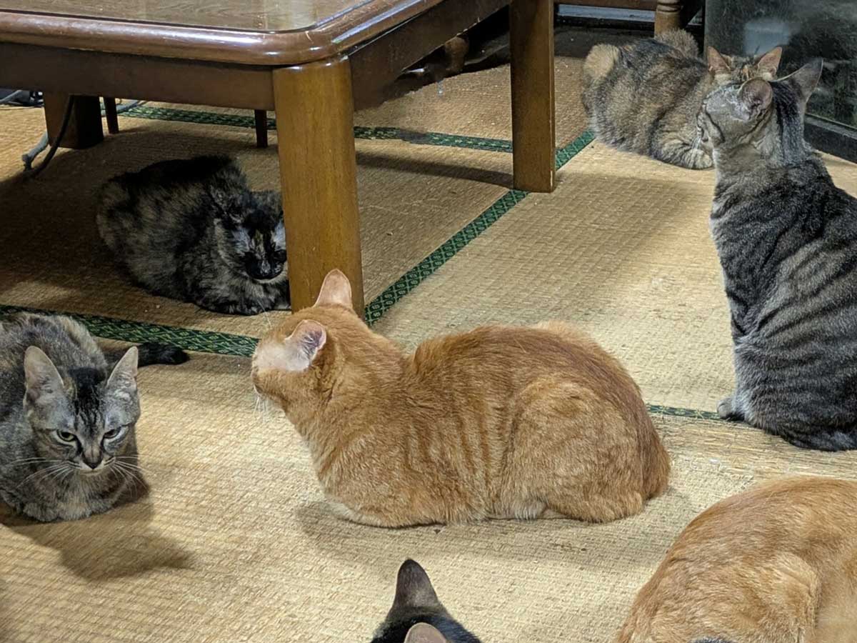 猫の写真