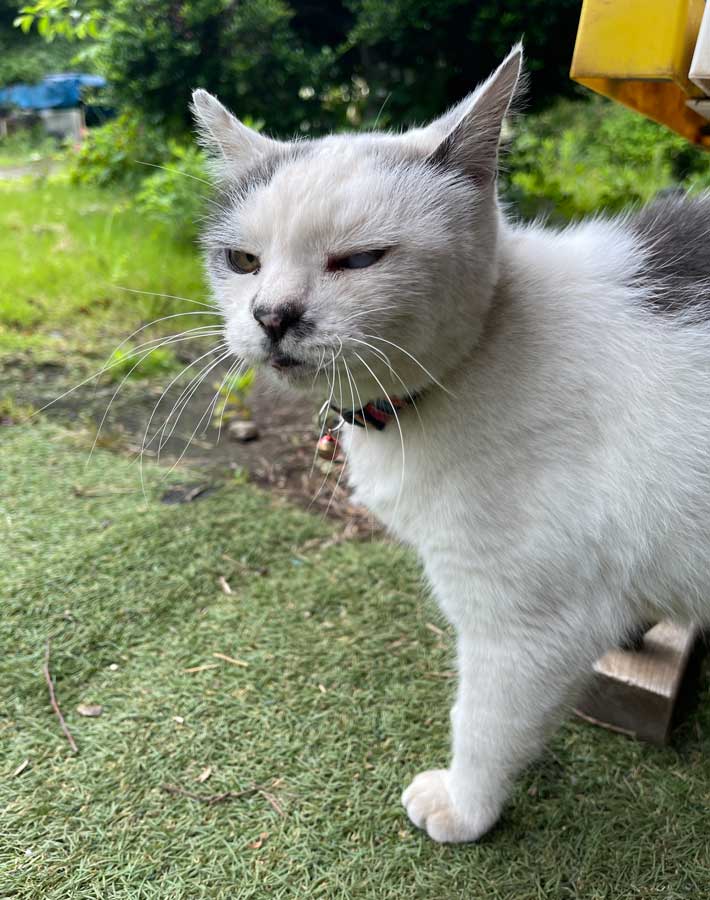 猫の写真