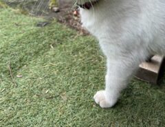 猫の写真
