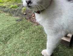 猫の写真