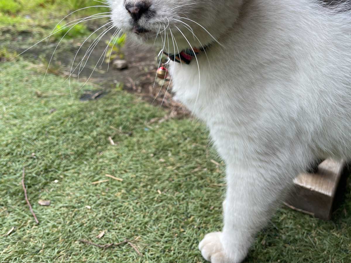 猫の写真