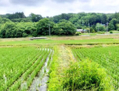 田んぼの写真