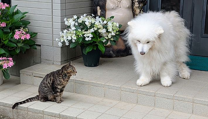 サモエドの写真