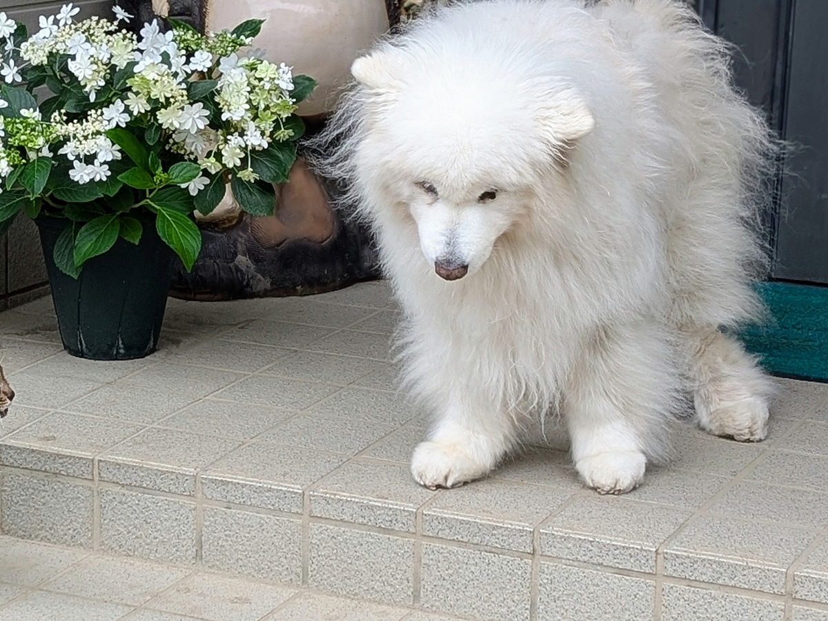 サモエドの写真
