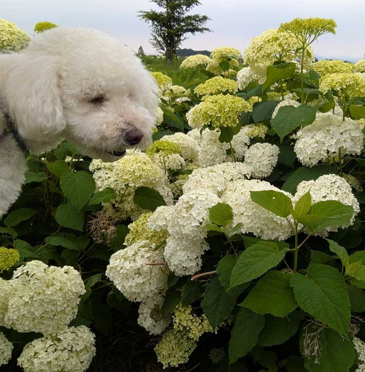 犬の画像