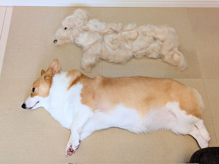 コーギーの写真