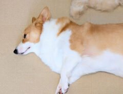 コーギーの写真