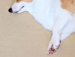 コーギーの写真