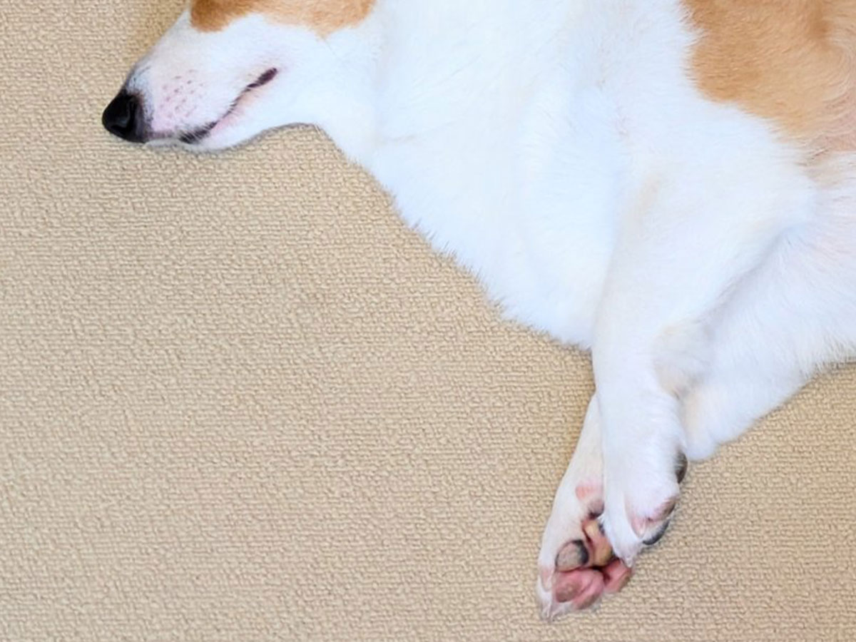 コーギーの写真