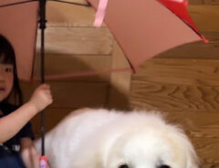 女の子と犬
