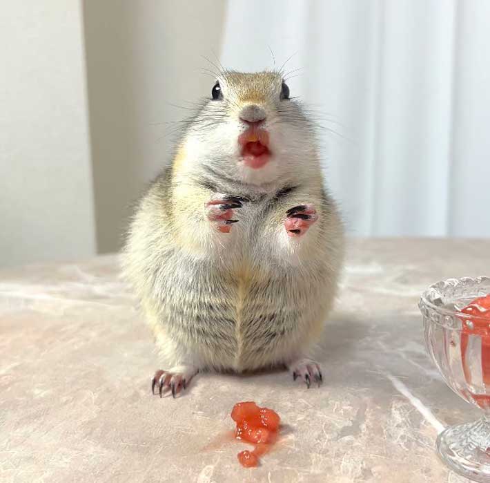 リチャードソンジリスの写真