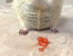 リチャードソンジリスの写真