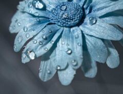 砂糖で作った花