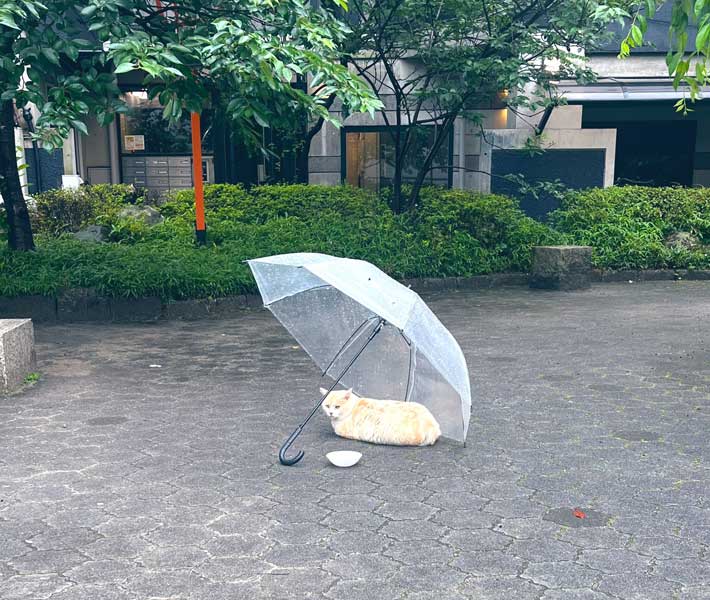 猫の写真