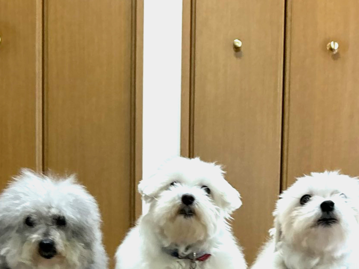 マルチーズのハルくんと、トイプードルのココちゃん、そして2匹の娘であるひまわりちゃん