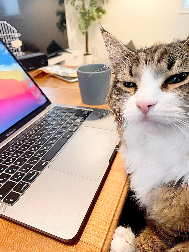 猫