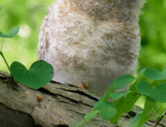 エゾフクロウの写真