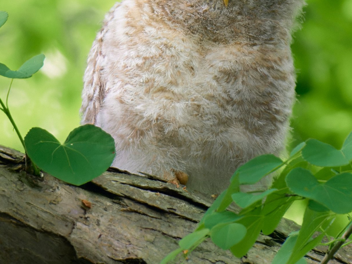 エゾフクロウの写真