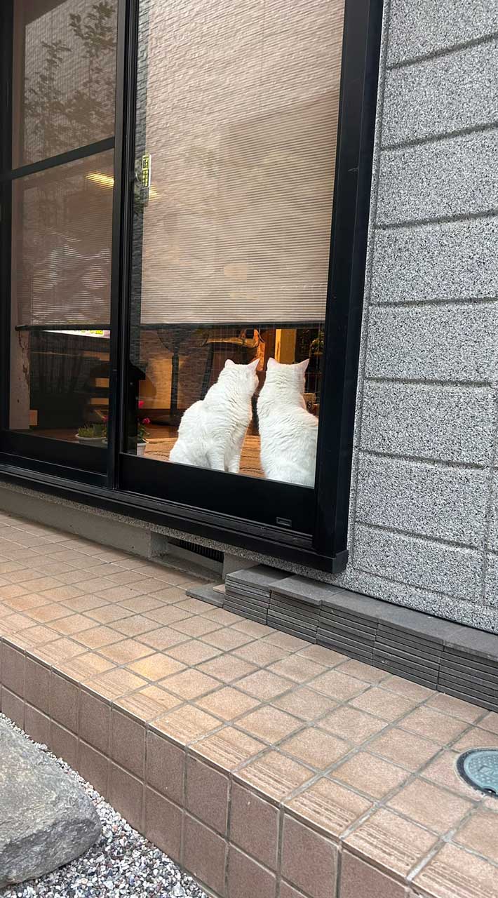 @pom_powa_nyanさんの投稿