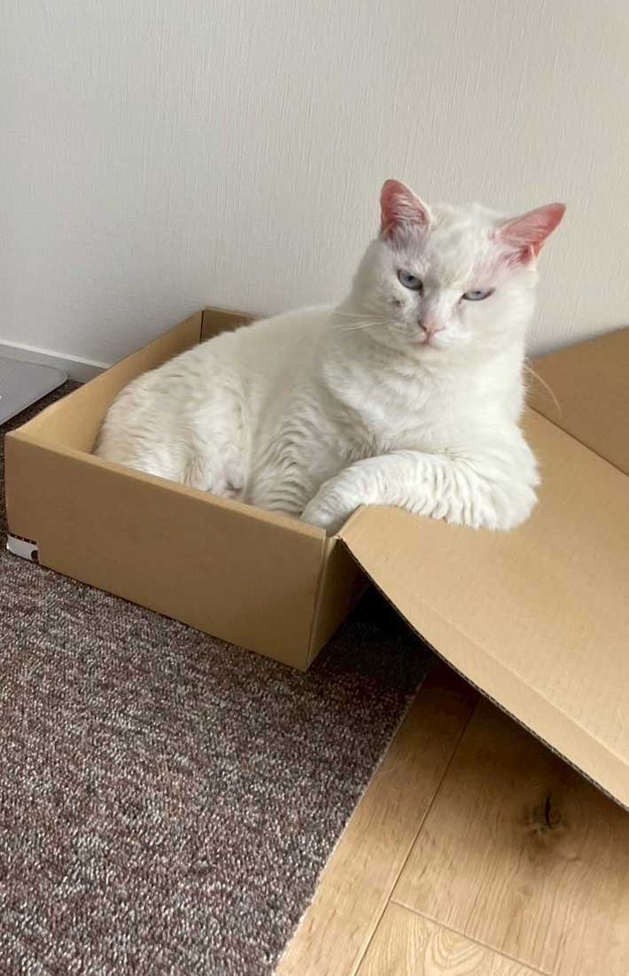 猫の写真