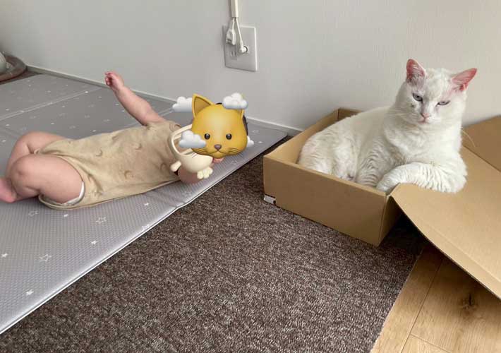 猫の写真