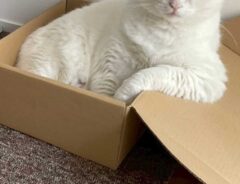 猫の写真