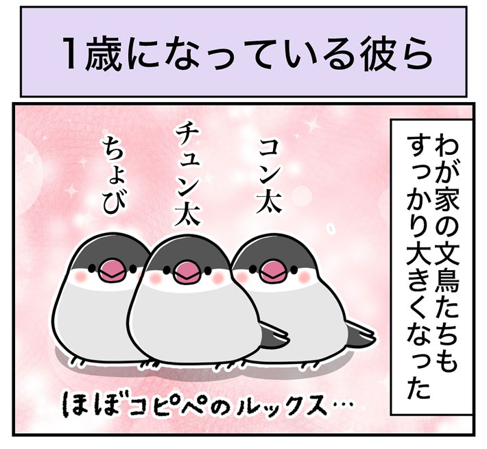 仲よしな文鳥３匹