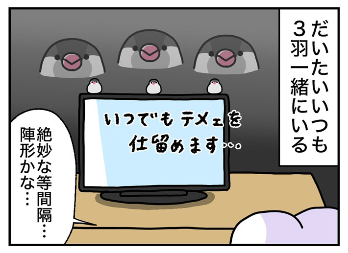 いつも３匹一緒にいる文鳥
