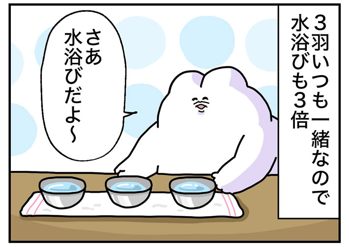 文鳥を水浴びに誘う飼い主