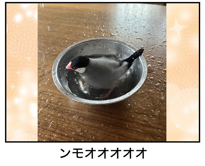 水浴びする文鳥の写真