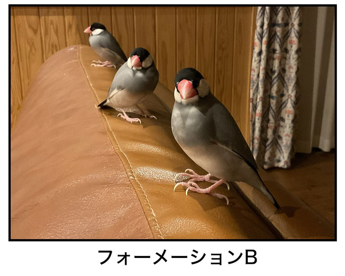 仲良く並んだ、３匹の文鳥